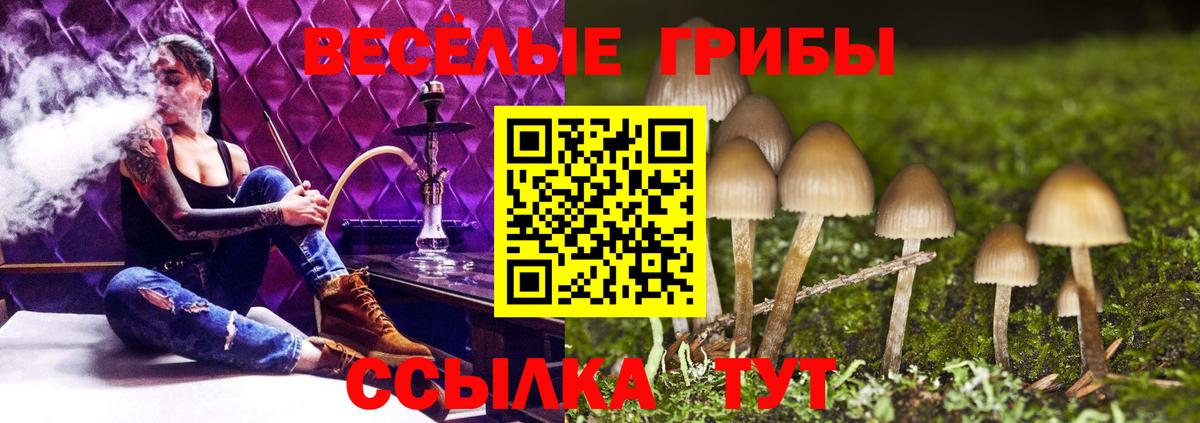 Псилоцибиновые грибы Psilocybine cubensis Алейск